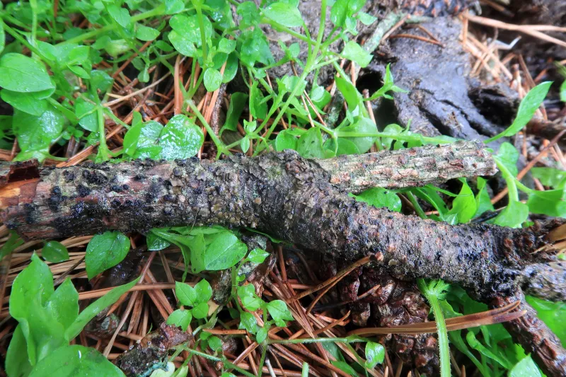 Cenangium ferruginosum 1 - IMG_7281